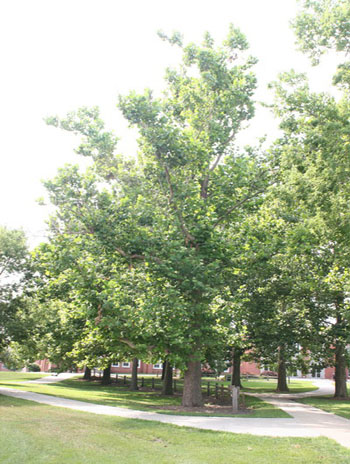 Summer '08 - Sycamore