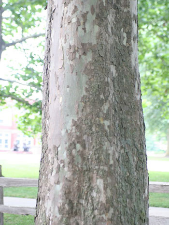 Summer '08 Bark - Sycamore