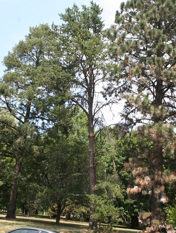 Summer - Ponderosa Pine