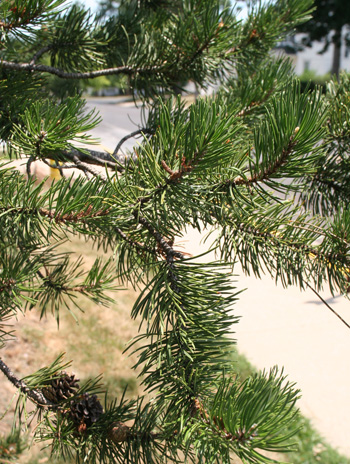 Leaf - Ponderosa Pine