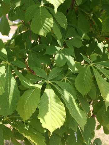 Leaf - Horsechestnut
