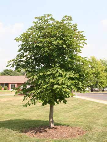 Summer '08 - Horsechestnut