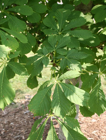 Summer '08 Leaf - Horsechestnut