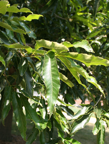 Leaf - Sawtooth Oak