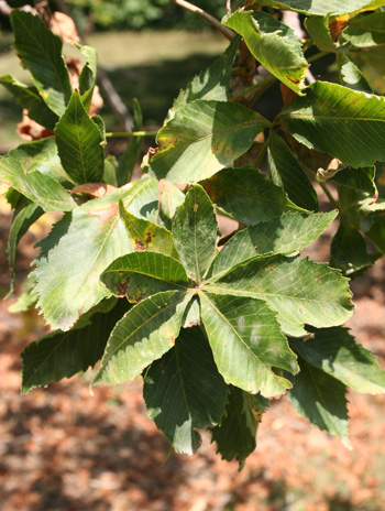 Leaf - Texas Buckeye