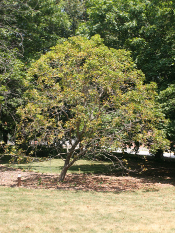 Summer - Texas Buckeye