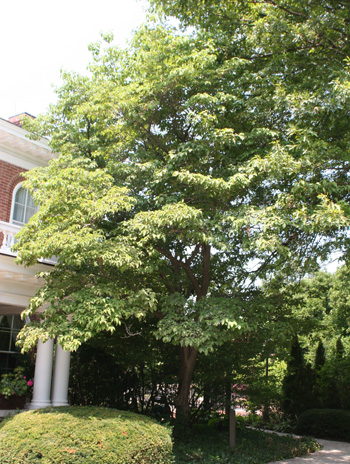 Summer - Flowering Dogwood