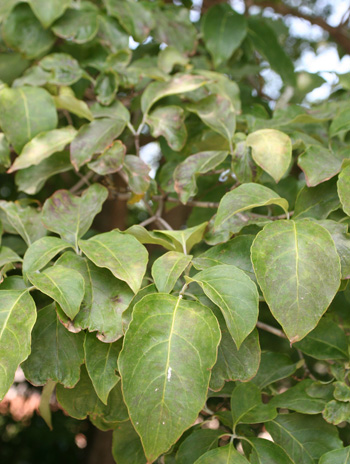 Leaf - Flowering Dogwood