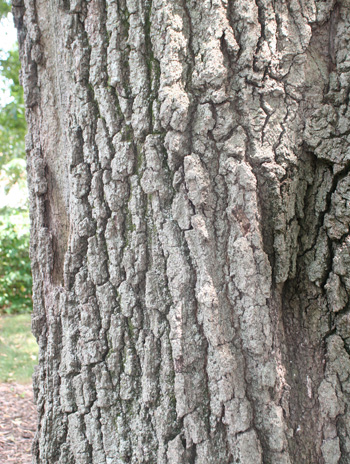 Bark - Black Oak