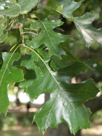 Leaf - Black Oak