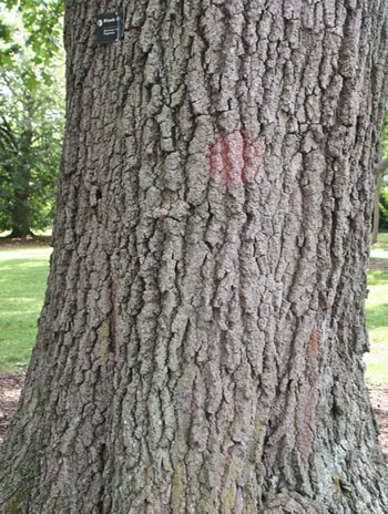 Summer '08 Bark - Black Oak