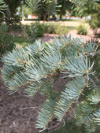 Leaf - White Fir