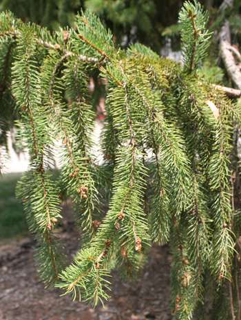 Leaf - Norway Spruce