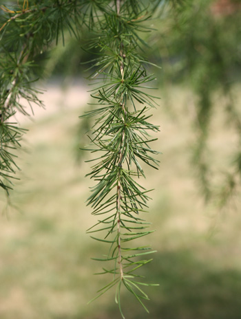 Leaf - European Larch