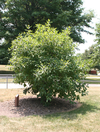 Summer - White Fringetree