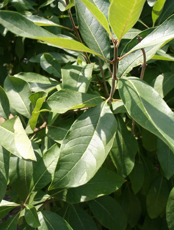 Leaf - White Fringetree