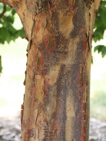 Bark - Paperbark Maple