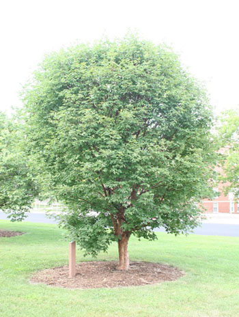 Summer '08 - Paperbark Maple