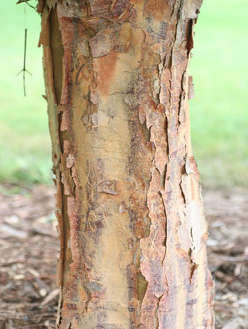 Summer '08 Bark - Paperbark Maple
