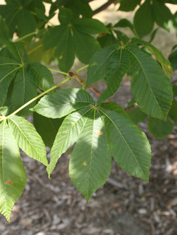 Leaf - Red Horsechestnut