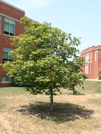 Summer - Red Horsechestnut