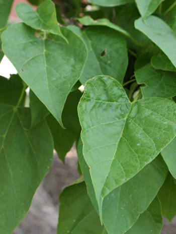 Leaf - Northern Catalpa