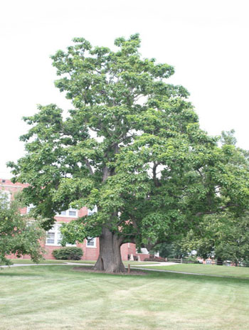 Summer '08 - Northern Catalpa