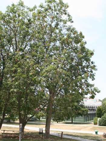 Summer - Ohio Buckeye