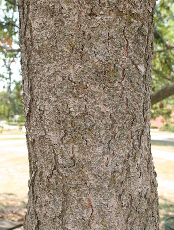 Bark - Ohio Buckeye