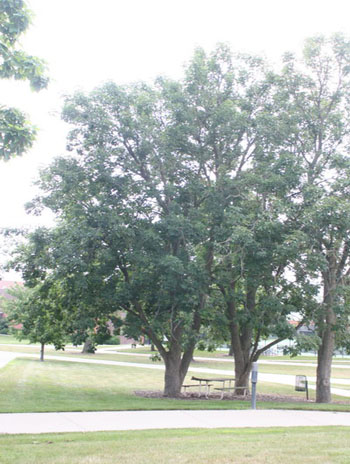 Summer '08 - Ohio Buckeye