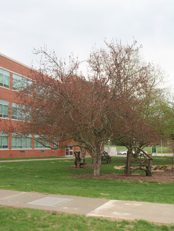 Spring - Flowering Crabapple