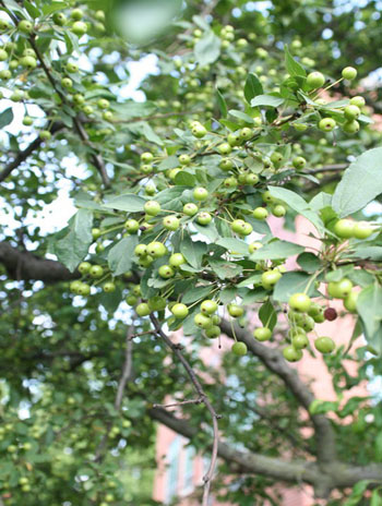Summer '08 Fruit - Flowering Crabapple