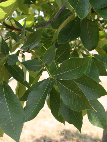Leaf - Shagbark Hickory