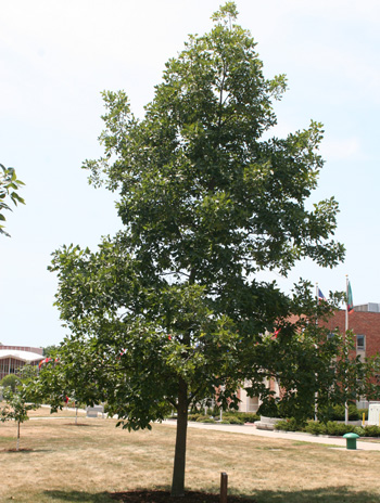 Summer - Shagbark Hickory