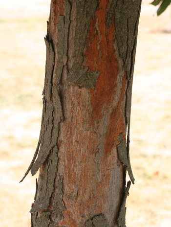 Bark - Shagbark Hickory