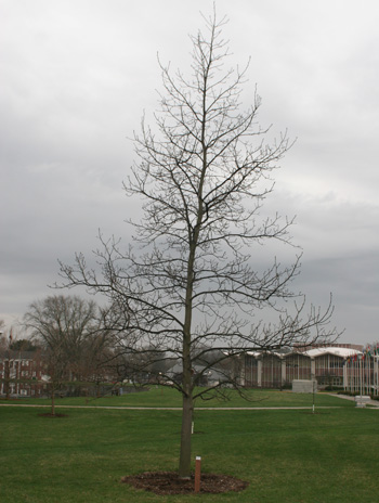 Spring - Shagbark Hickory