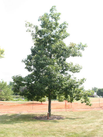 Summer '08 - Shagbark Hickory