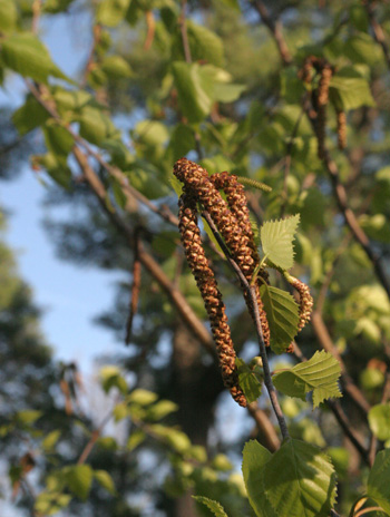 Fruit - River Birch