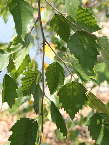 Leaf - River Birch