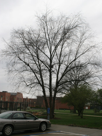 Spring - River Birch