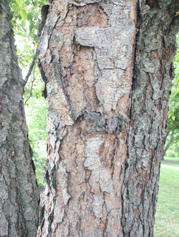 Summer '08 Bark - River Birch