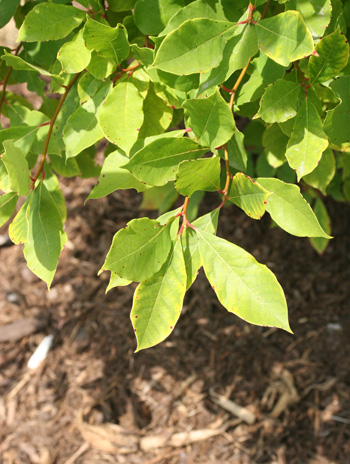 Leaf - Blackgum