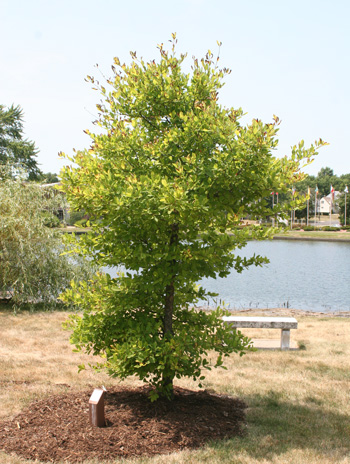 Summer - Blackgum