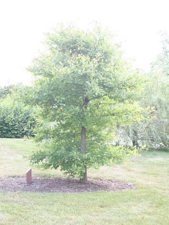 Summer '08 - Blackgum