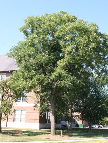 Summer - Kentucky Coffeetree