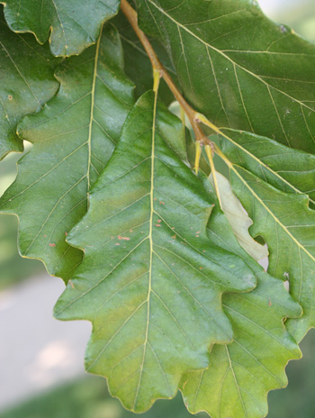 Leaf - Swamp White Oak