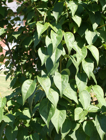 Leaf - Japanese Tree Lilac