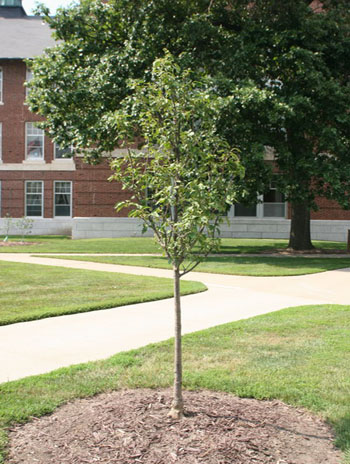 Summer '08 - Japanese Tree Lilac