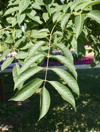 Leaf - Amur Corktree