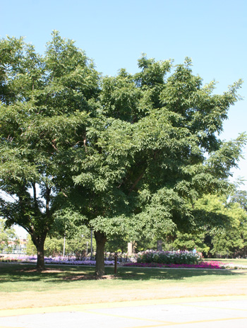 Summer - Amur Corktree